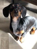 A Dachshund dog with a shiny coat is looking upwards with an attentive gaze. The lighting enhances the dog's black and tan coloration while casting shadows on the floor.