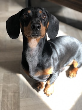 A Dachshund dog with a shiny coat is looking upwards with an attentive gaze. The lighting enhances the dog's black and tan coloration while casting shadows on the floor.