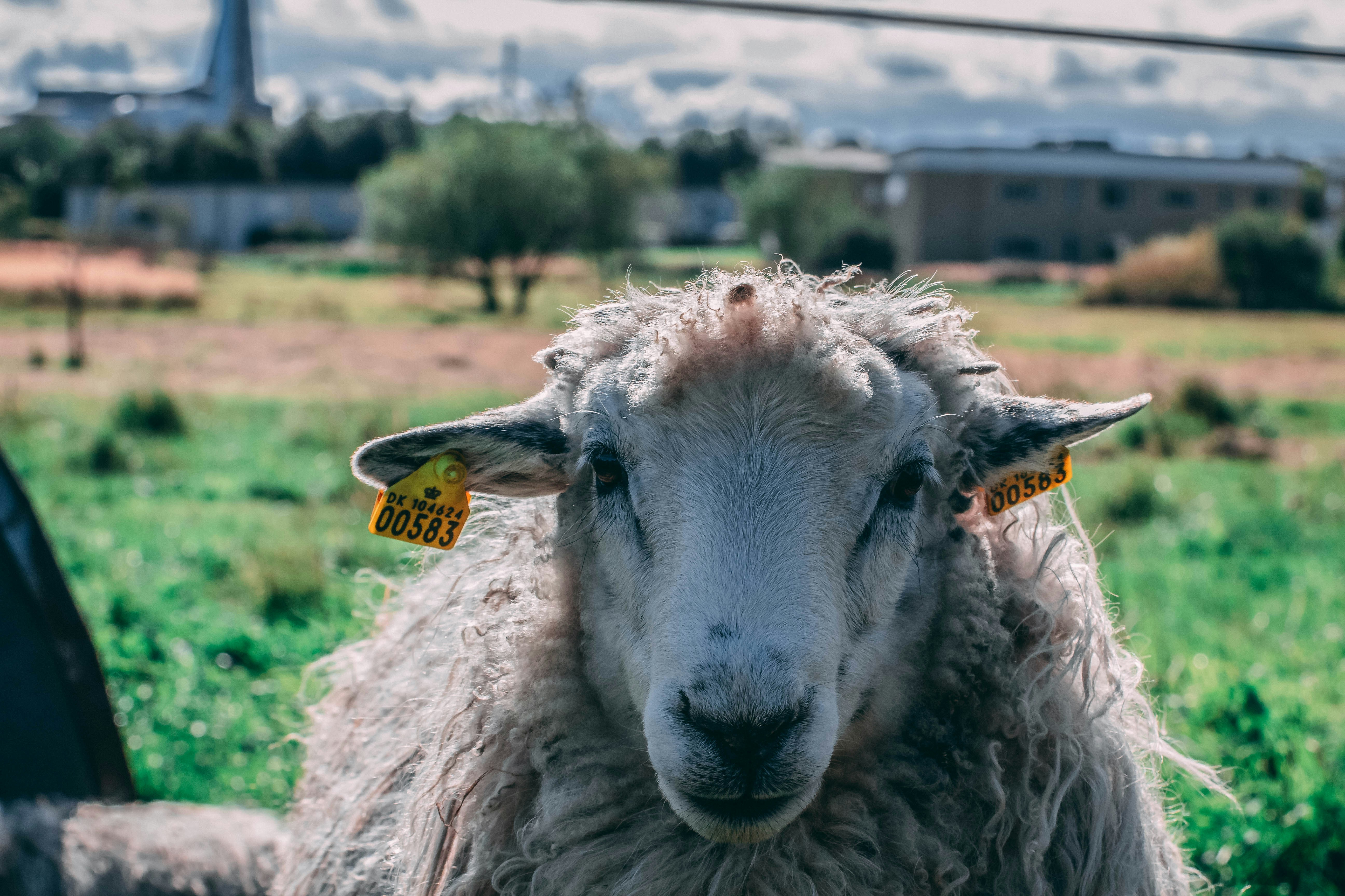 Photo by mikafromdenmark