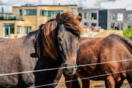 A close-up view of a brown horse with a shaggy mane standing behind a wire fence, with modern residential buildings in the background. The horse's fur is shiny and well-groomed, basking in sunlight.