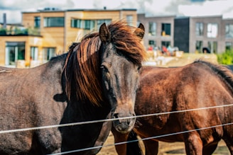 A close-up view of a brown horse with a shaggy mane standing behind a wire fence, with modern residential buildings in the background. The horse's fur is shiny and well-groomed, basking in sunlight.
