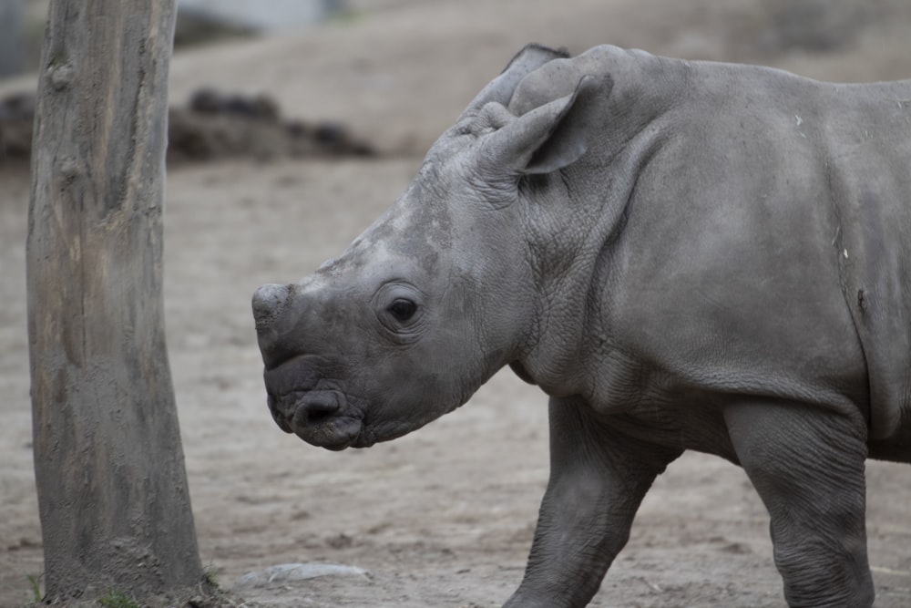 Ein Nashorn steht neben einem Baum in einem Feldfeld