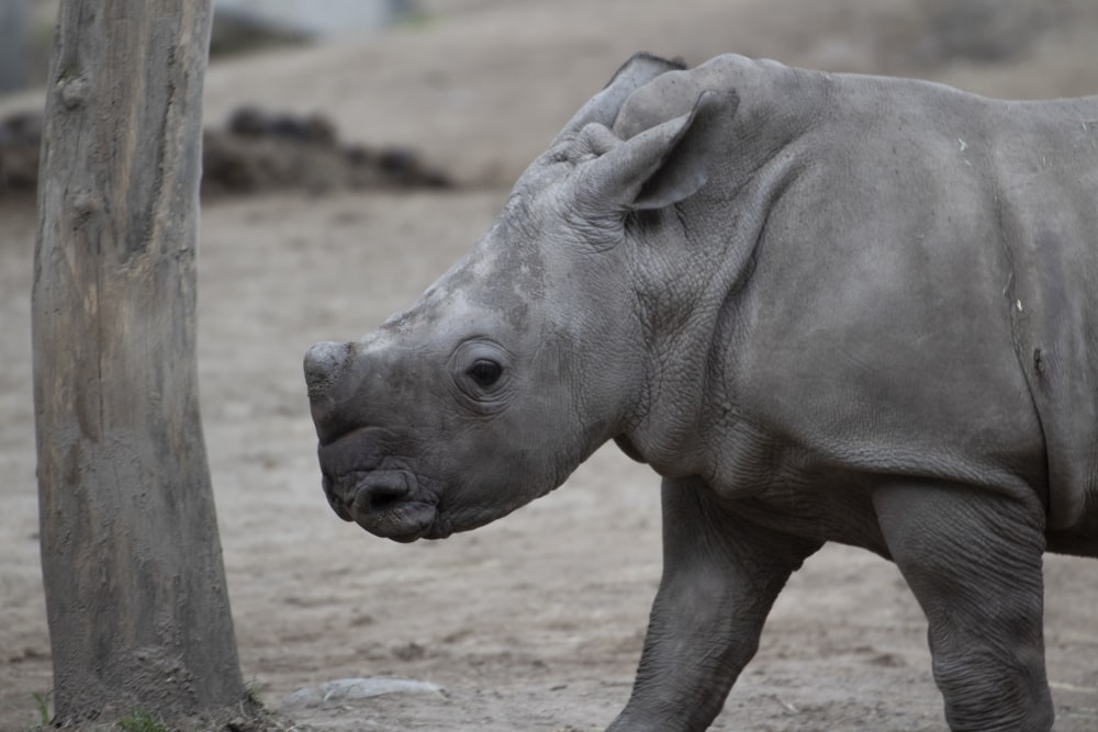 Un rhinocéros debout à côté d’un arbre dans un champ de terre
