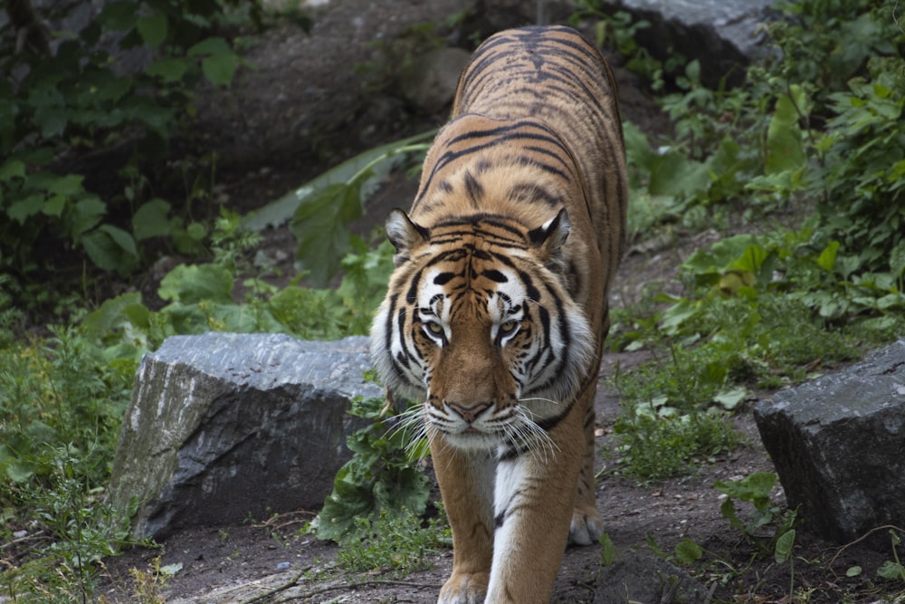 a large tiger walking across a lush green forest