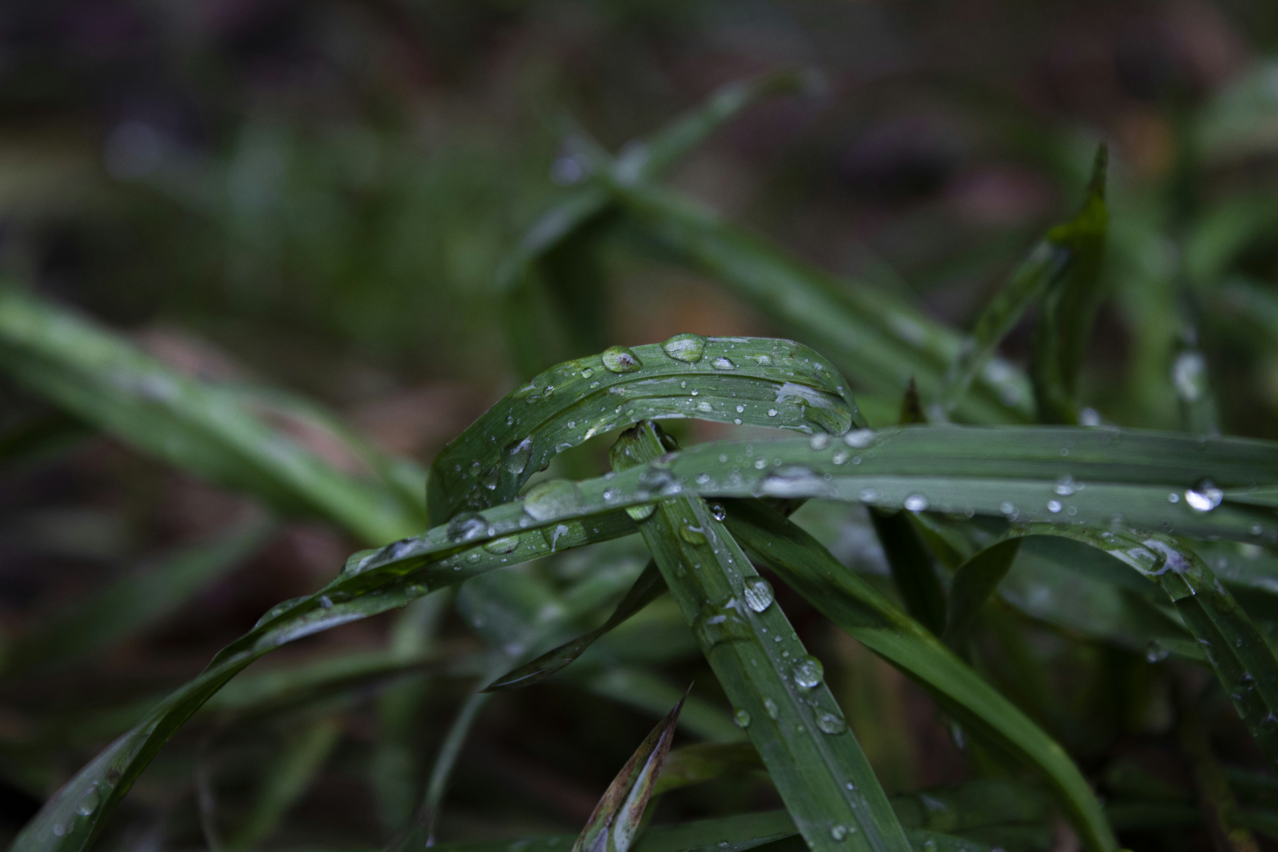 Photo by mikafromdenmark