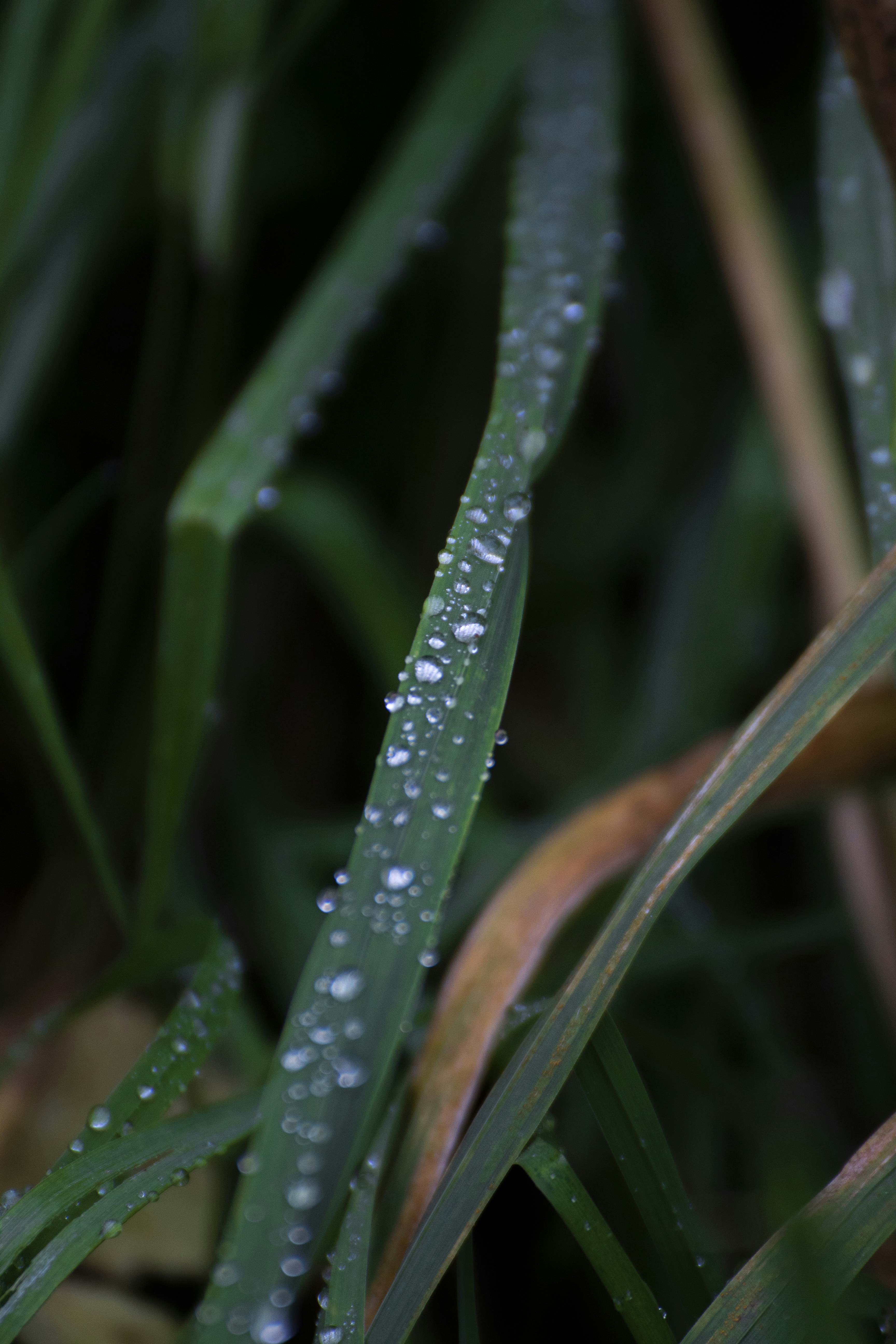 Photo by mikafromdenmark