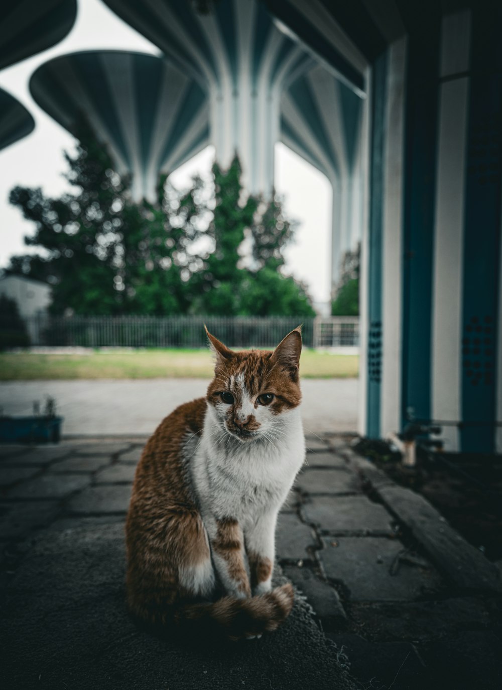 a cat sitting on the ground in front of a building