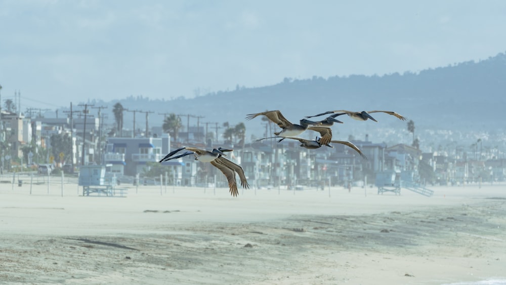 a flock of birds flying over a sandy beach