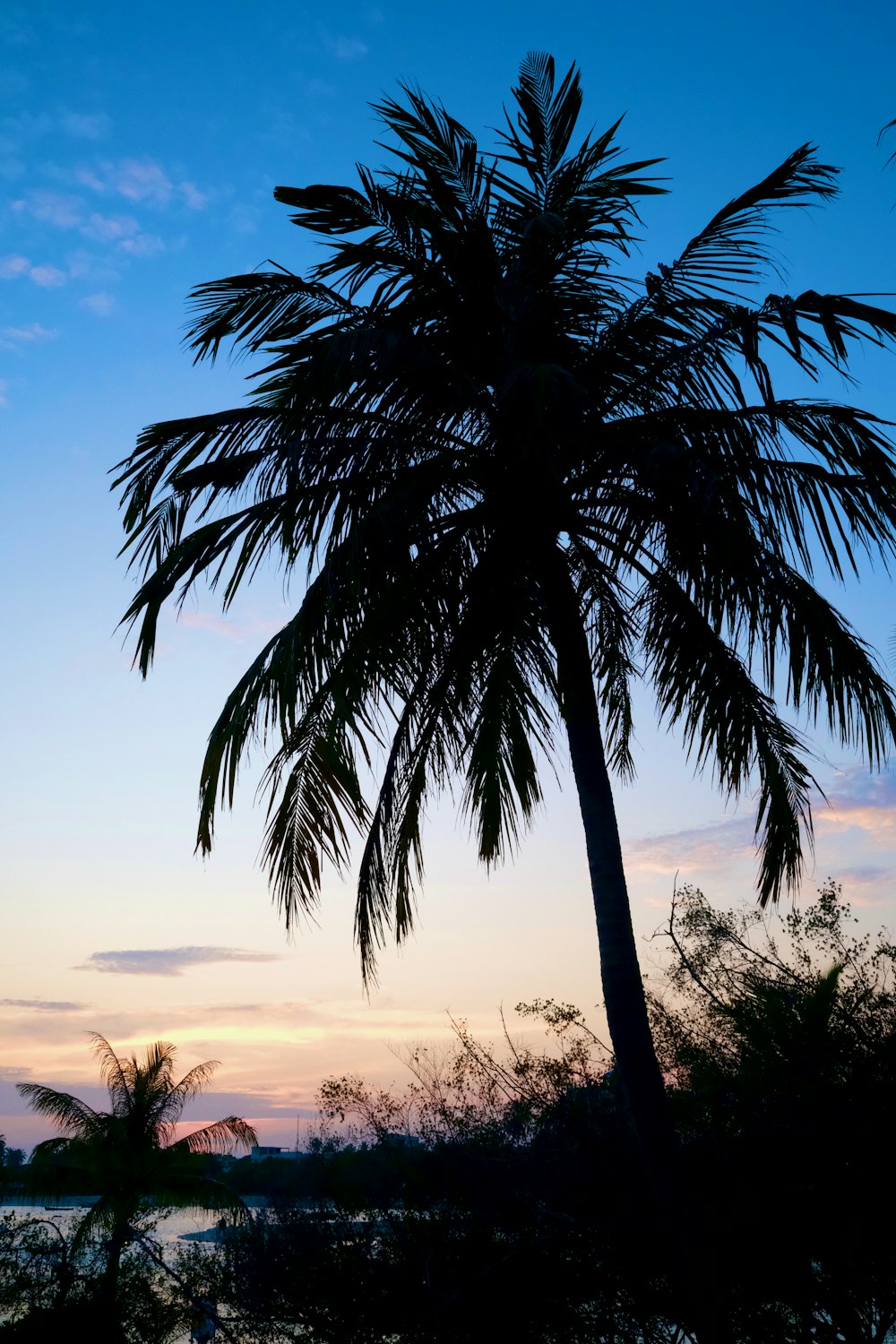 a palm tree is silhouetted against a blue sky