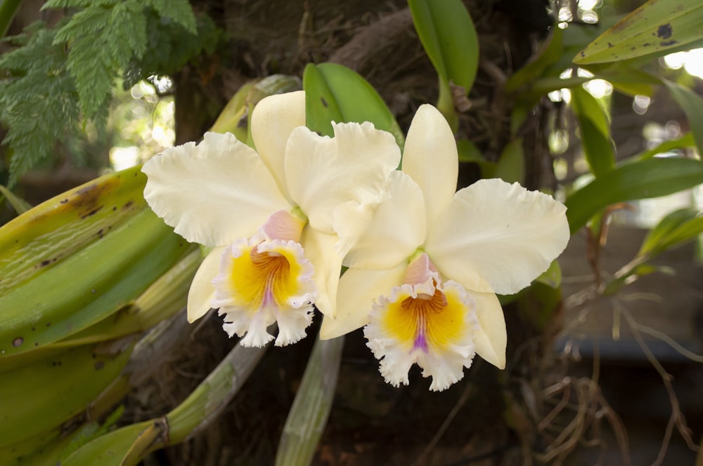 a close up of two flowers on a plant