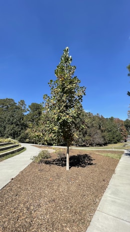 A freshly planted tree surrounded by mulch in a modern commercial landscape.