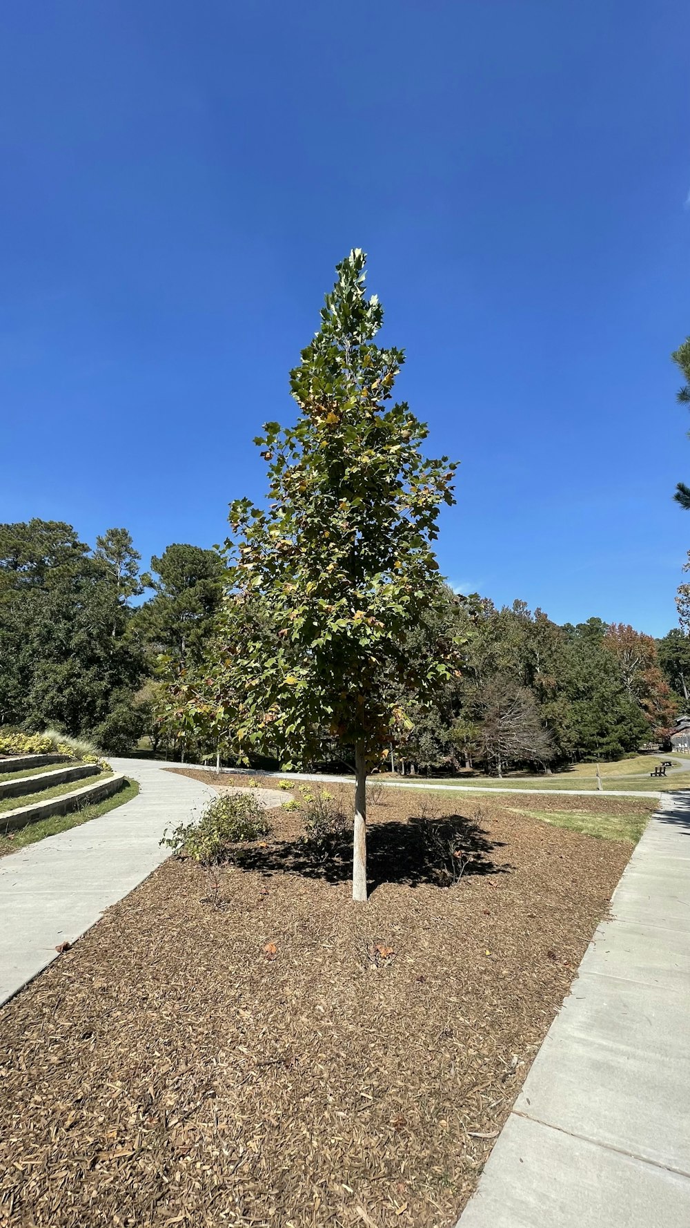 a small tree in the middle of a park