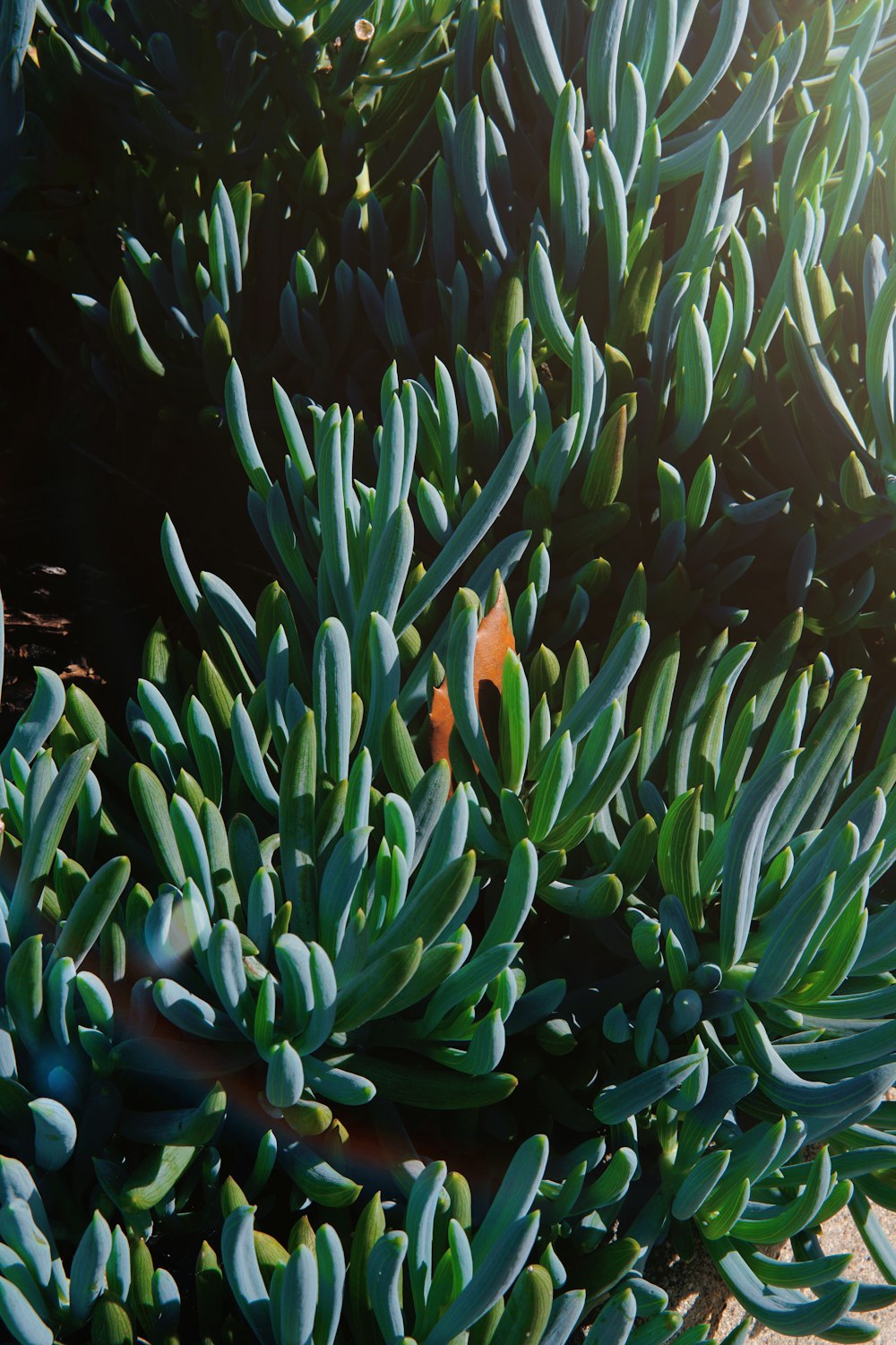 a close up of a plant with green leaves