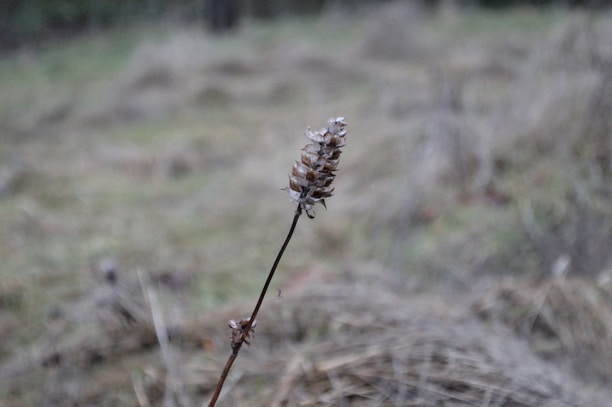 A close-up of sun-dried peganum harmala seeds in a rustic setting.