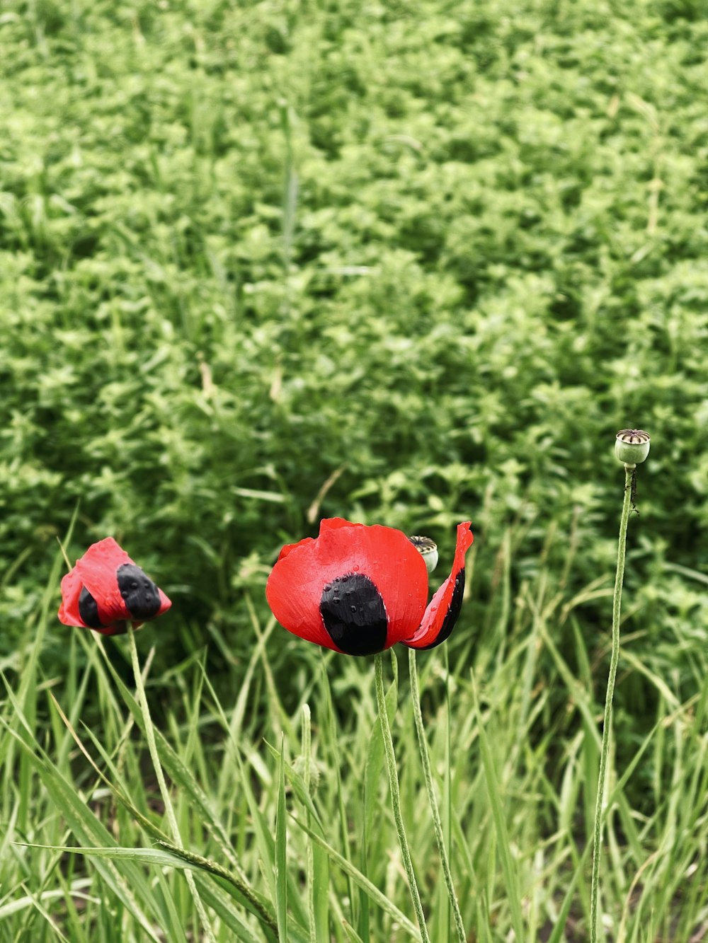 two red flowers in a field of green grass