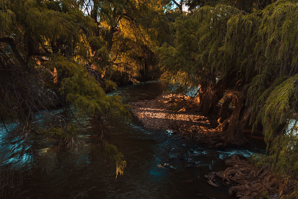 a river running through a lush green forest