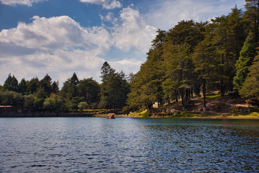 a body of water surrounded by trees and a forest