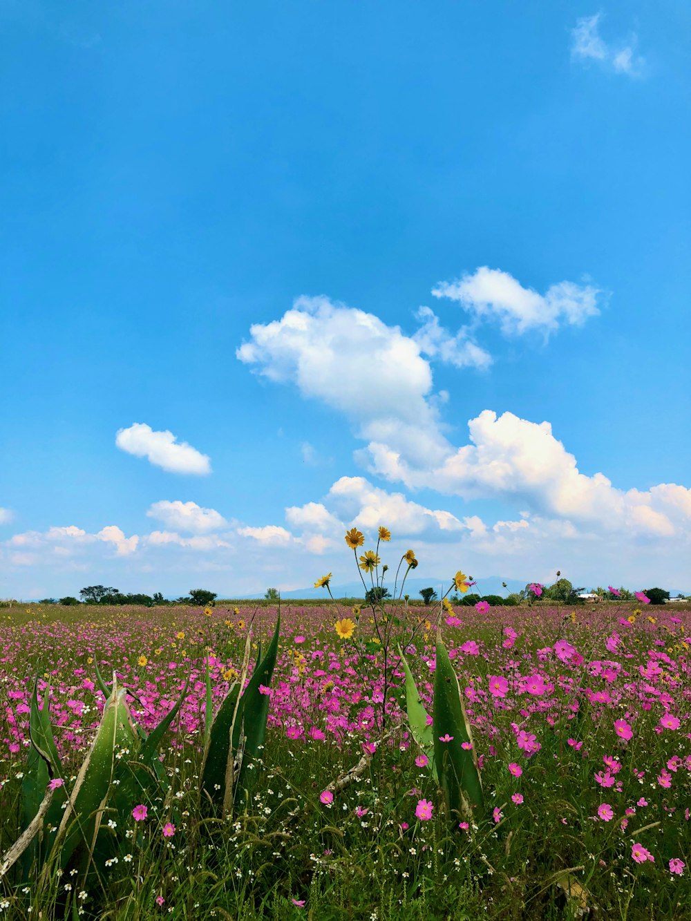 a field full of purple flowers under a blue sky