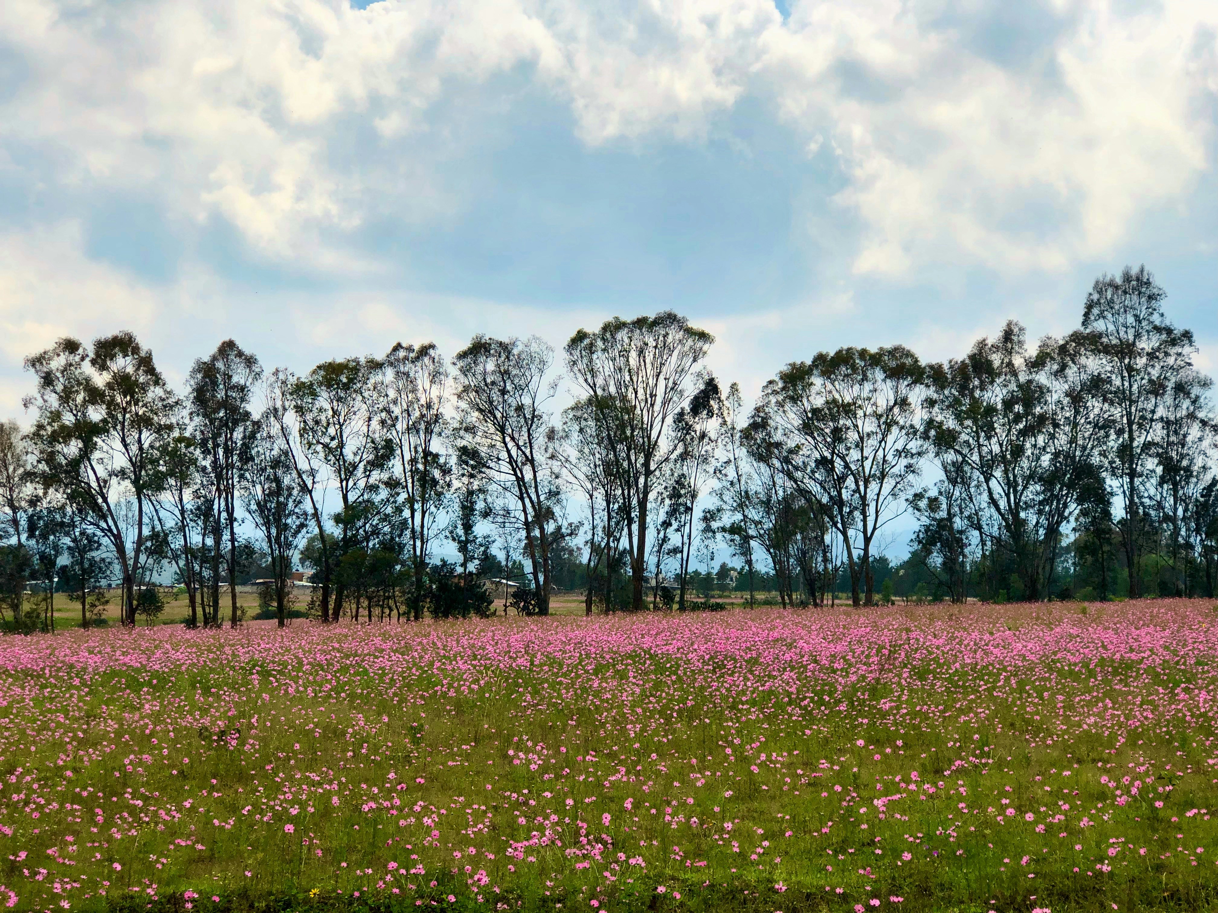 a field full of pink flowers with trees in the background