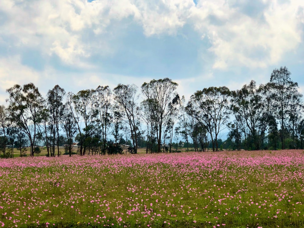 a field full of pink flowers with trees in the background