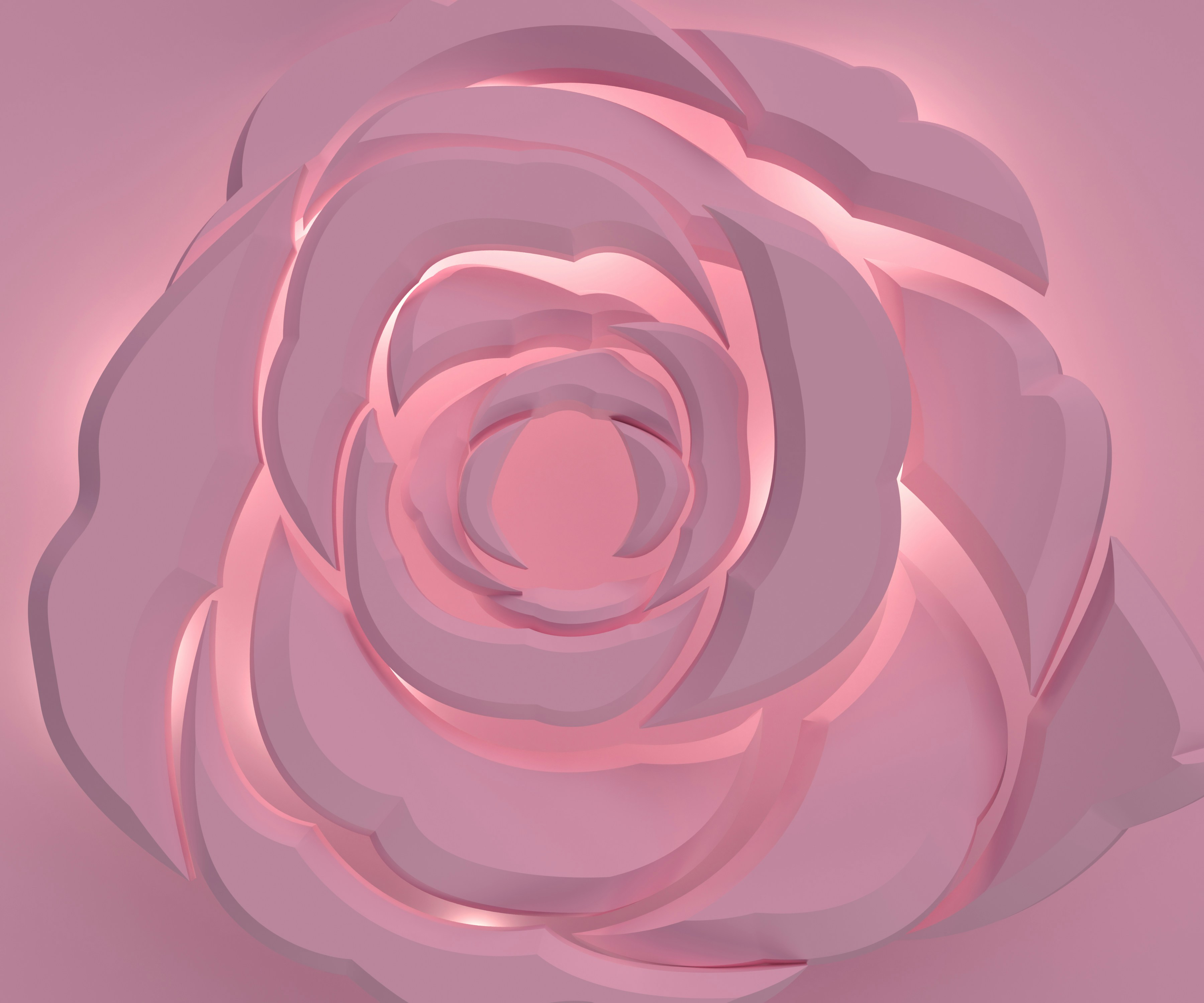 a close up of a pink rose on a pink background