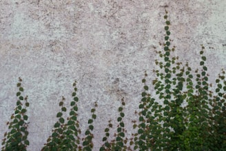 ivy growing on the side of a concrete wall