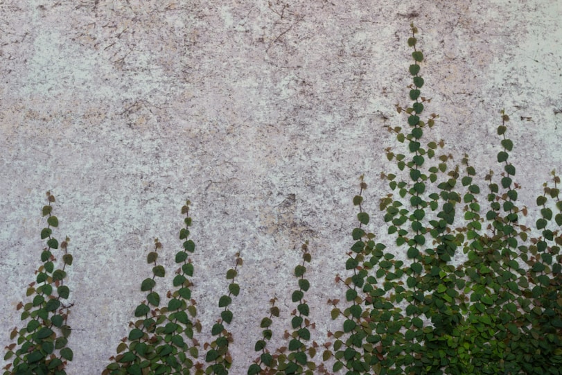 ivy growing on the side of a concrete wall