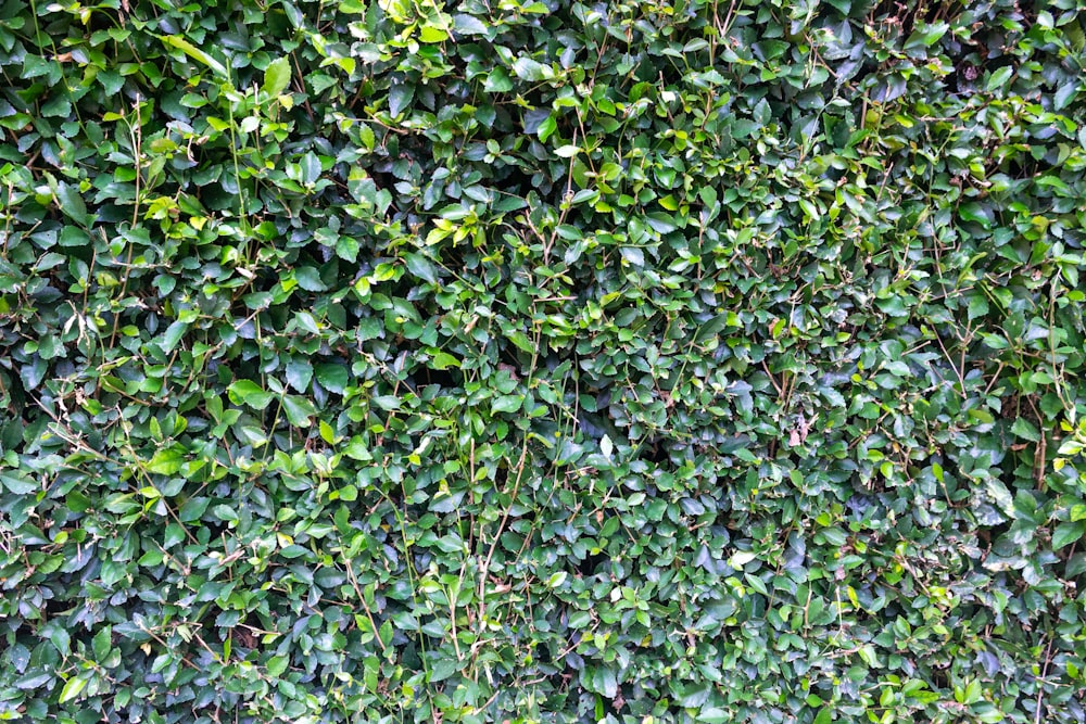 una pared verde cubierta de muchas hojas