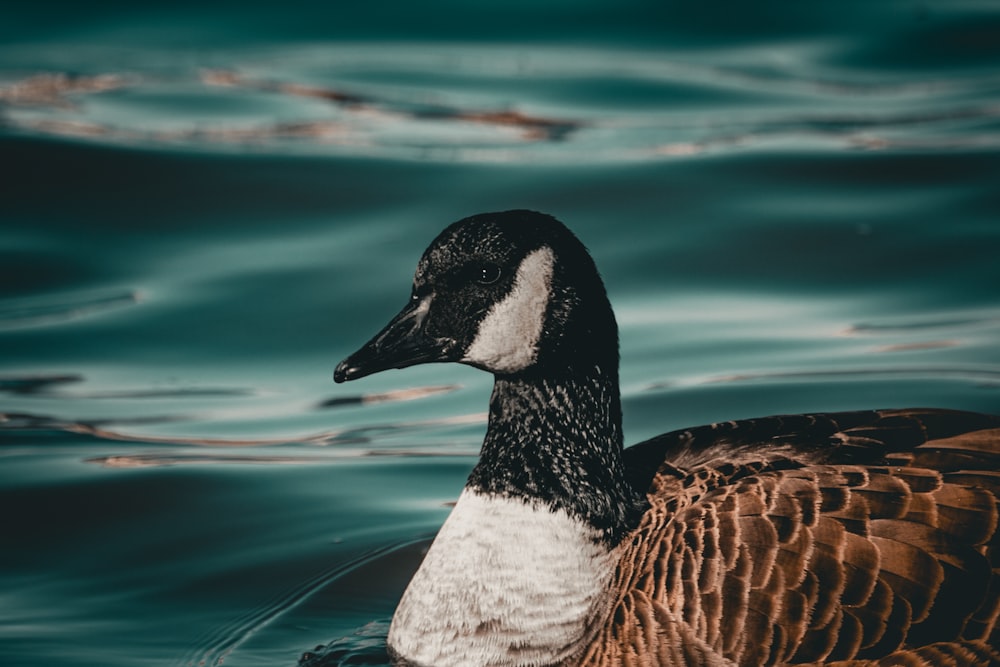 a black and white duck floating on top of a body of water