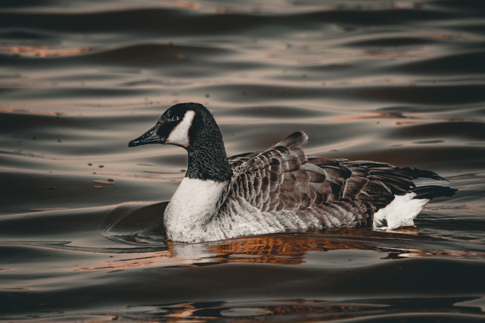 a duck floating on top of a body of water