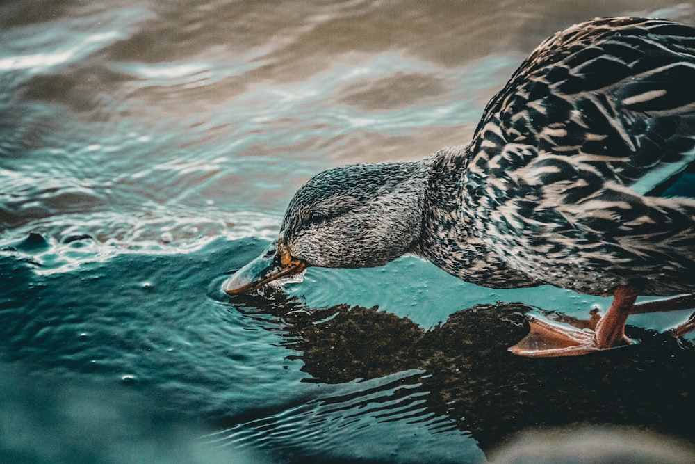 a duck standing on top of a body of water