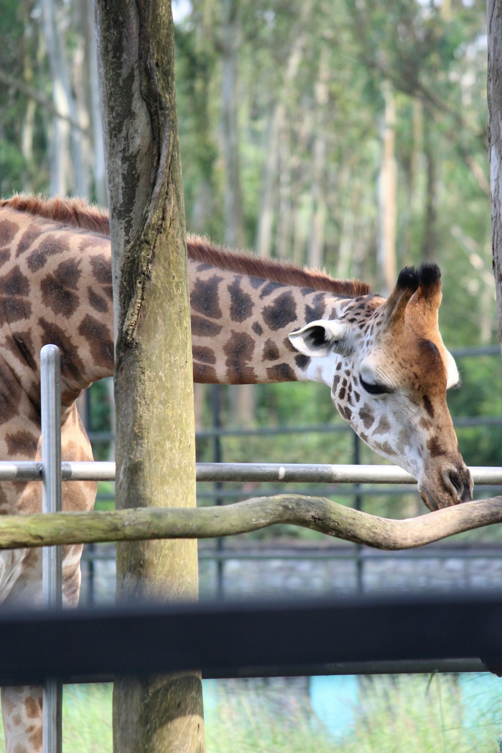 a giraffe standing next to a tree in a forest