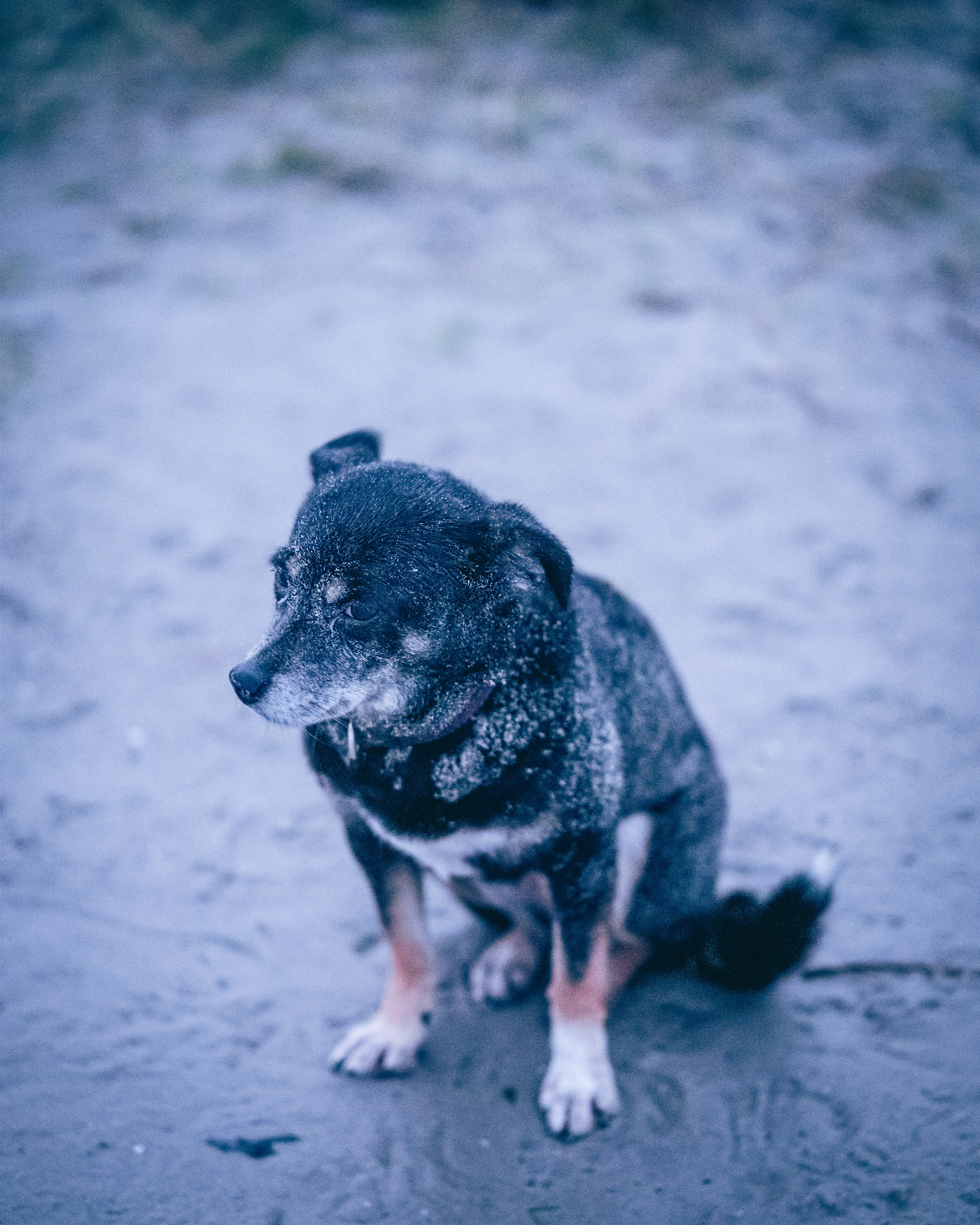 a dog that is sitting down in the dirt