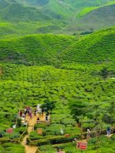 A lush, expansive tea plantation features vibrant green tea bushes covering rolling hills. A small group of people stands on a winding path among the plants, with several informational signs visible. The landscape appears serene and beautifully maintained, with structured rows of bushes creating a sense of order and harmony.