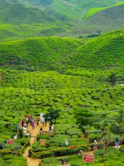 A small group enjoying a private tour with a local guide in a lush Sri Lankan tea plantation