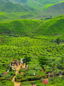 A peaceful tea plantation in Sri Lanka with a local guide showing a small group of Japanese travelers the tea leaves.