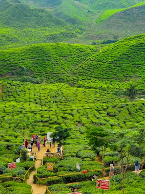 A lush, expansive tea plantation features vibrant green tea bushes covering rolling hills. A small group of people stands on a winding path among the plants, with several informational signs visible. The landscape appears serene and beautifully maintained, with structured rows of bushes creating a sense of order and harmony.