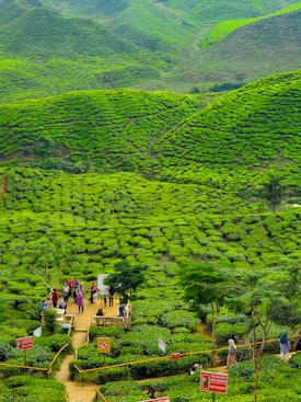 A lush, expansive tea plantation features vibrant green tea bushes covering rolling hills. A small group of people stands on a winding path among the plants, with several informational signs visible. The landscape appears serene and beautifully maintained, with structured rows of bushes creating a sense of order and harmony.