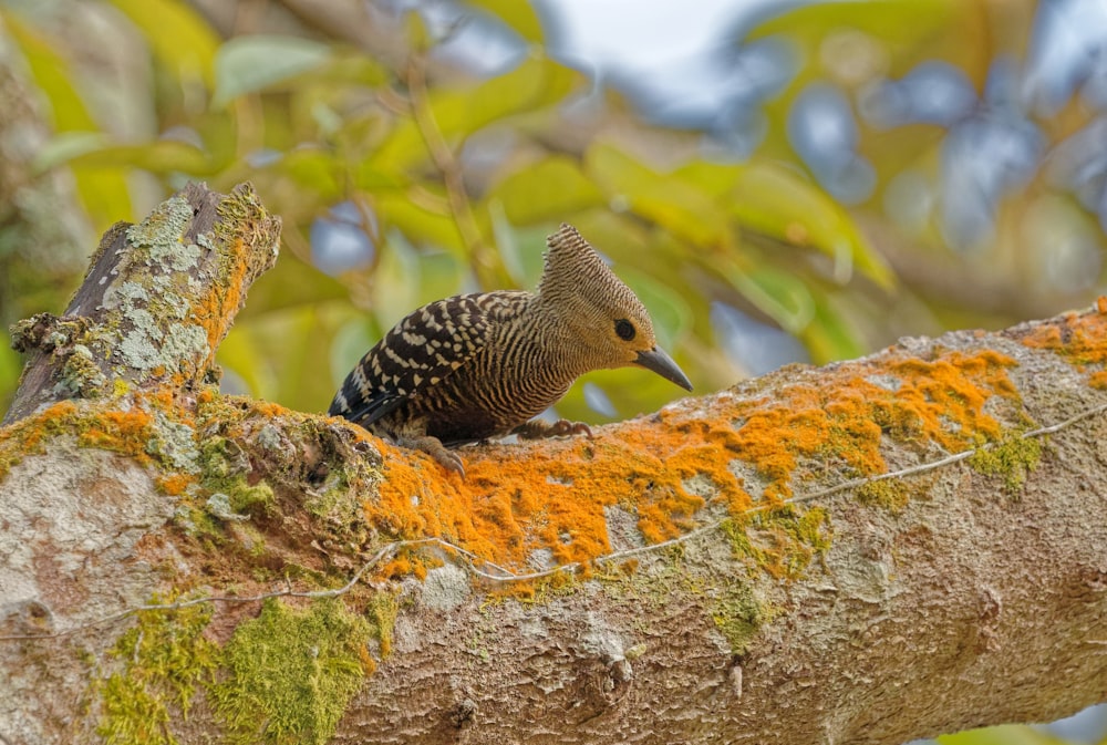 a small bird perched on a tree branch