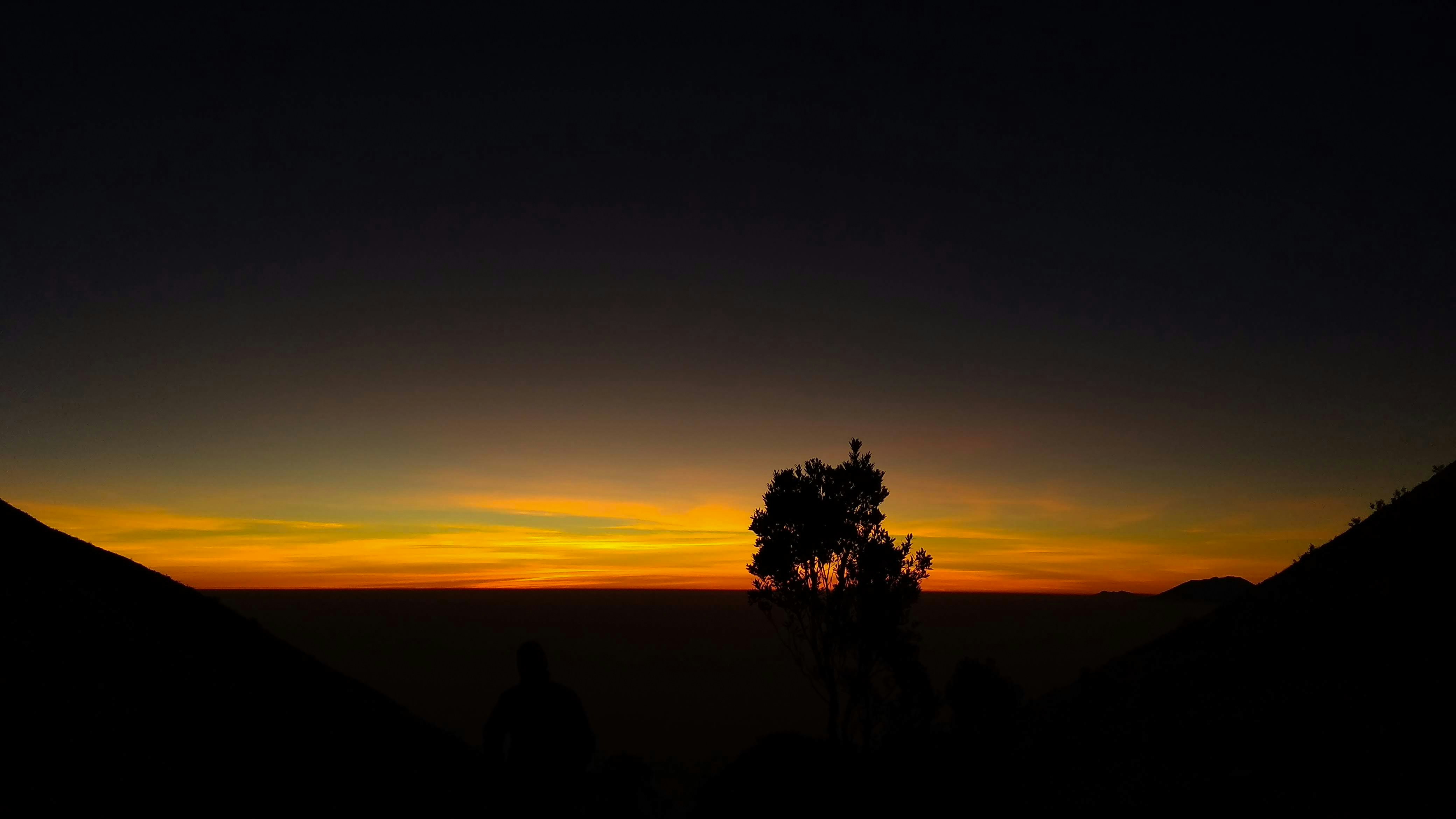 a lone tree is silhouetted against a sunset