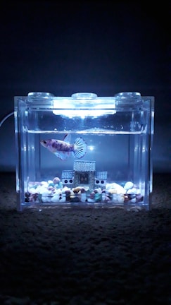 A serene tank setup with a single betta fish resting on a smooth stone.