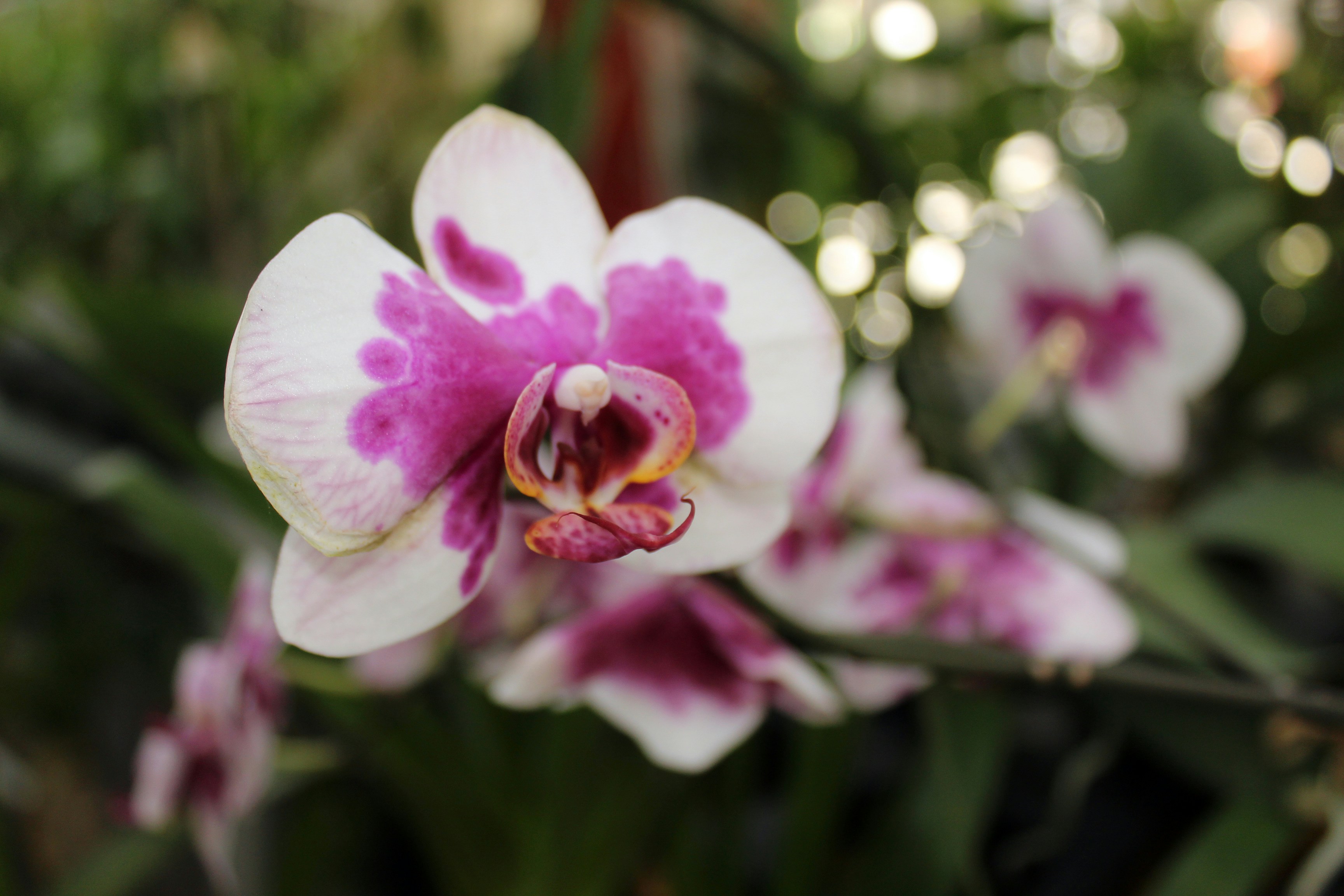 Orquídea Phalaenopsis