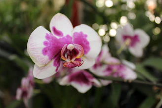 A vibrant close-up of a blooming orchid with delicate petals in shades of purple and white.