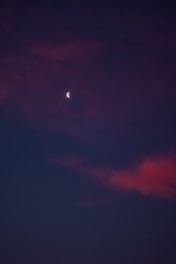 A mystical scarlet wolf howling beneath a violet and pink celestial sky.