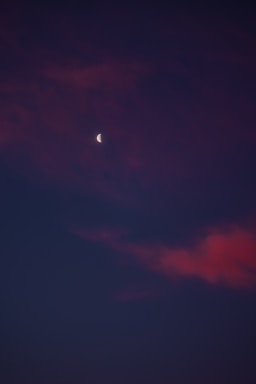 A mystical scarlet wolf howling beneath a violet and pink celestial sky.