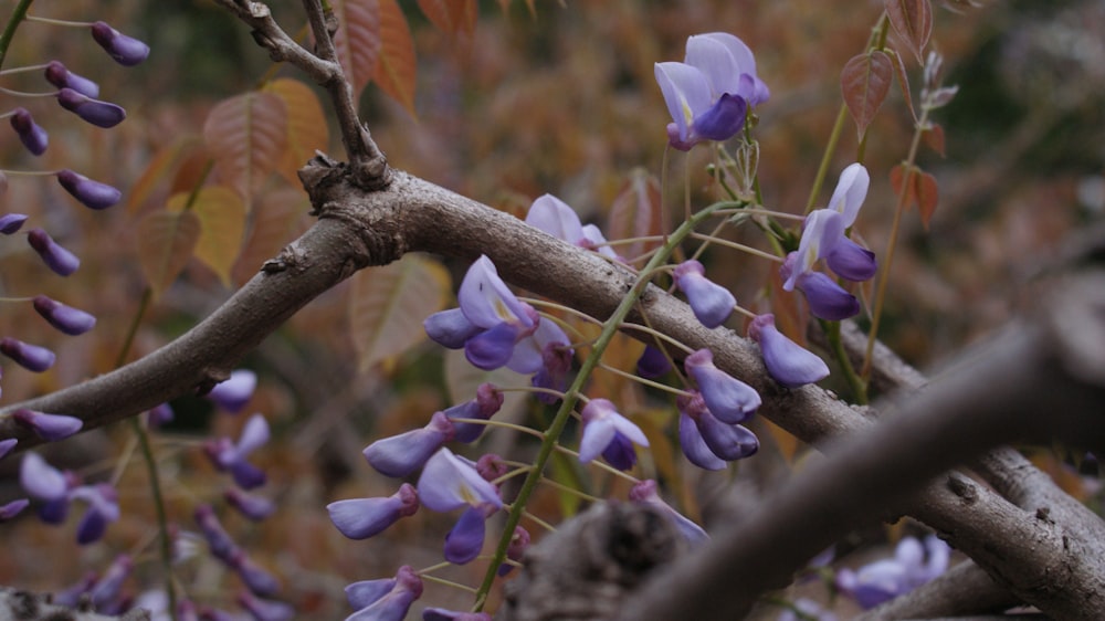 purple flowers are growing on a tree branch