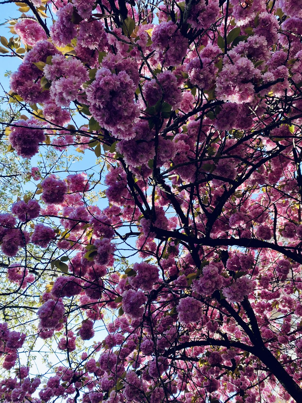 a tree filled with lots of purple flowers