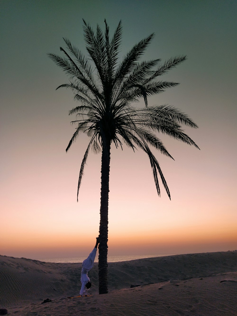 a person reaching up to a palm tree