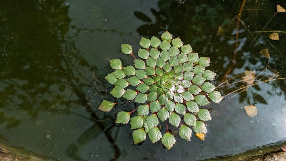 Una planta de hoja verde flotando en un estanque