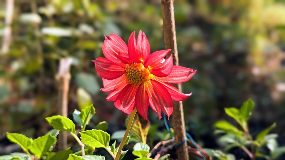 a red flower with a yellow center surrounded by green leaves